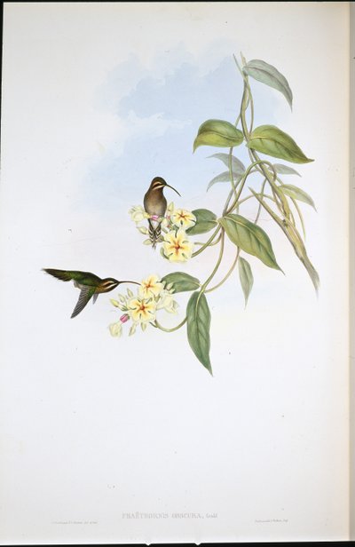 Ermite obscur (Phaethornis Obscura) - John (after) Gould