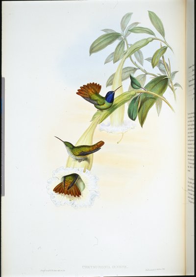 Colibri d