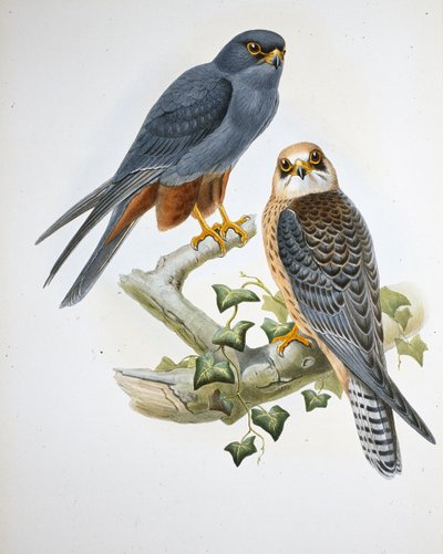 Faucon hobereau à pattes orange - John (after) Gould