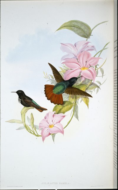 Rayon de soleil de Pamela (Aglaeactis Pamela) - John (after) Gould