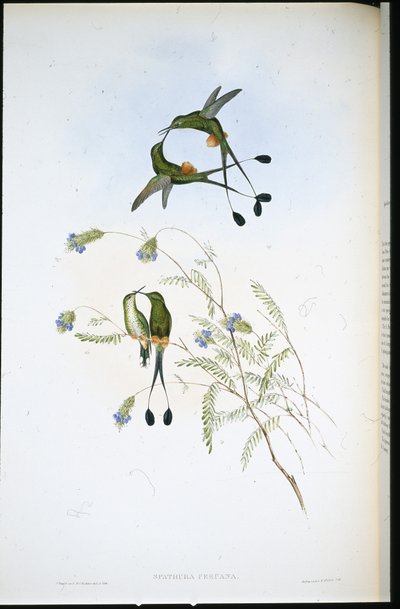Racket-tail péruvien - John (after) Gould