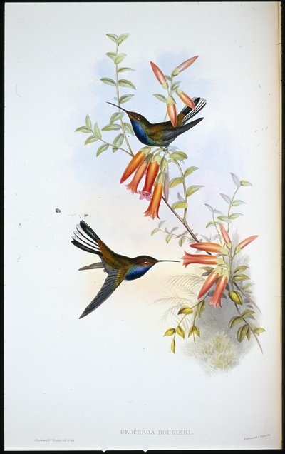 Colibri à queue pie - John (after) Gould