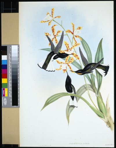 Jacobin pie - John (after) Gould