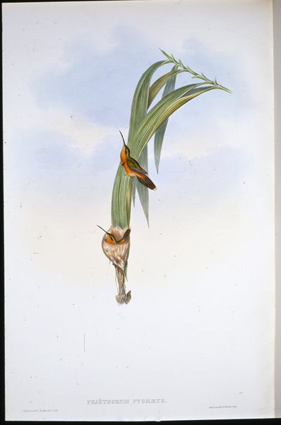 Ermite pygmée - John (after) Gould