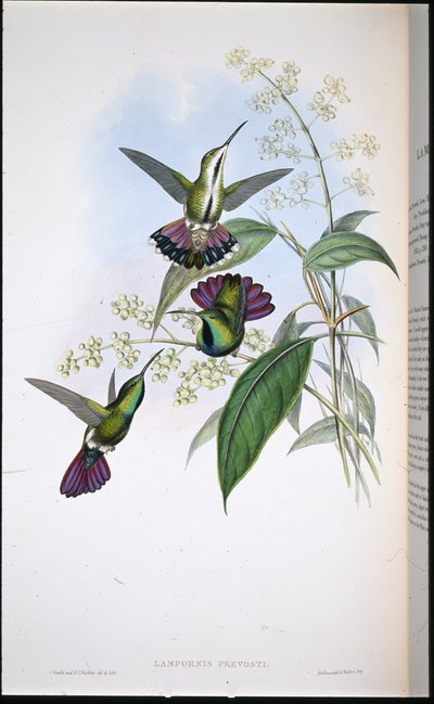 Mango de Prevot - John (after) Gould