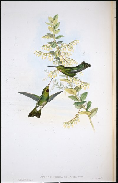 Colibri à gorge puce (Aphantochroa Gularis) - John (after) Gould