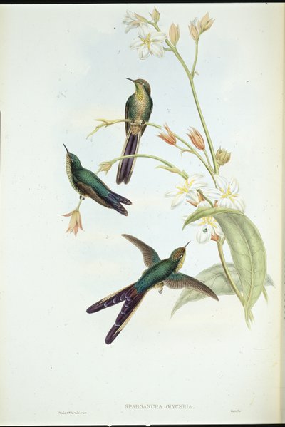 Comète à queue pourpre - John (after) Gould