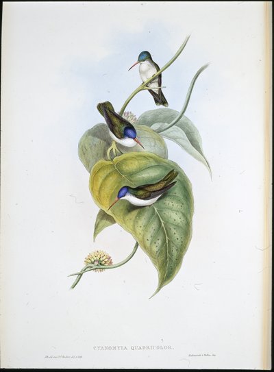 Couronne azur à bec rouge - John (after) Gould