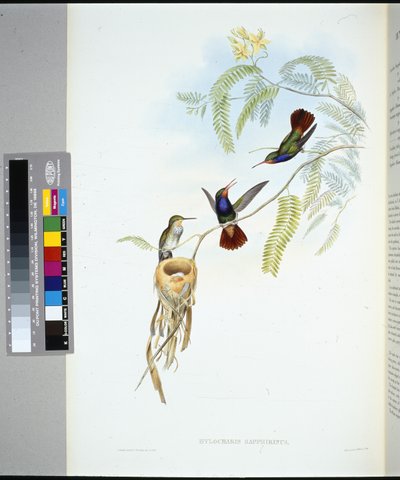 Saphir à gorge rouge (hylocharis sapphirinus) - John (after) Gould