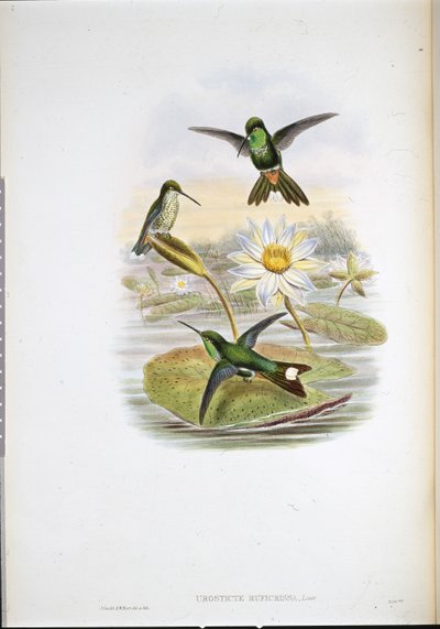 Colibri à pointe blanche et ventre rouge - John (after) Gould