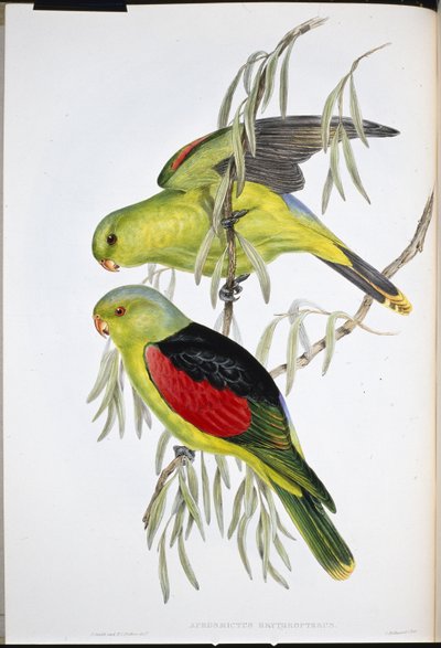Lori à ailes rouges - John (after) Gould