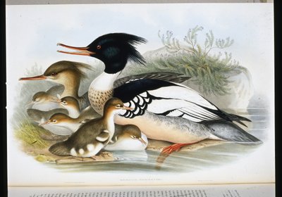 Harle huppé - John (after) Gould
