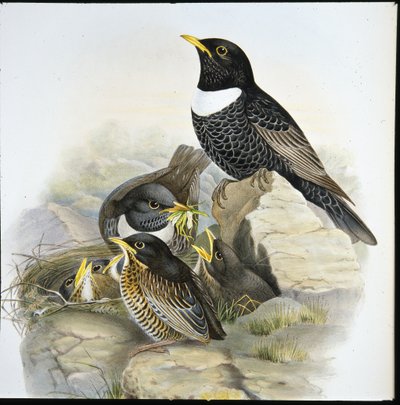 Merle à plastron - John (after) Gould