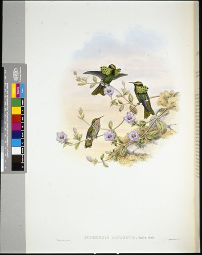 Coquette de Roraima - John (after) Gould