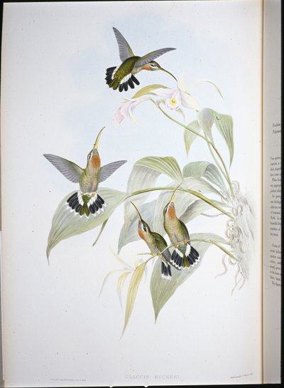 Ermite de Rucker (Glaucis Ruckeri) - John (after) Gould