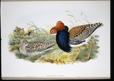 Combattant varié (Machetes Pugnax) - John (after) Gould