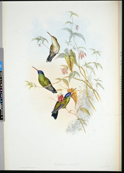 Porte-flamme roux - John (after) Gould