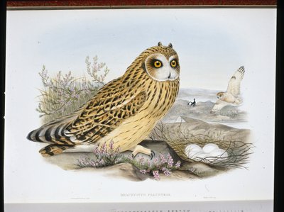 Hibou des marais (Brachyotus Palustris) - John (after) Gould