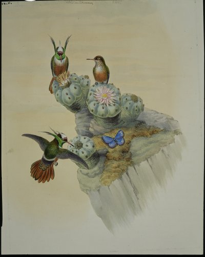 Coquette de Salvin (Lophornis Adorabilis) - John (after) Gould