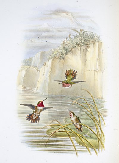 Porte-flamme de Salvin (Selasphorus ardens) - John (after) Gould