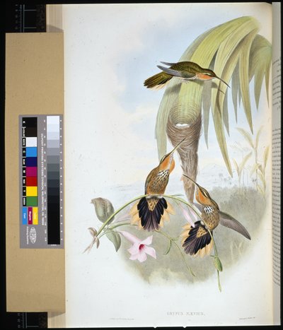 Bec-scie - John (after) Gould