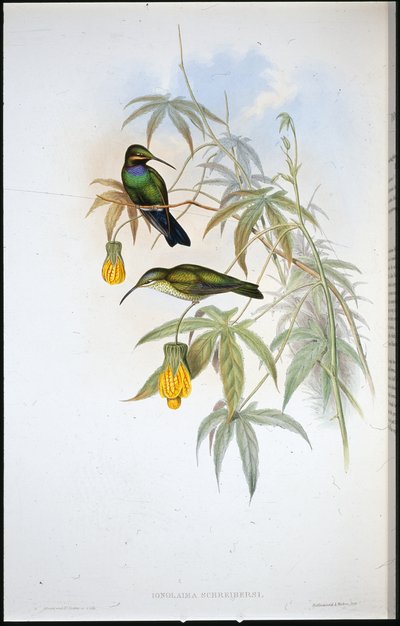 Colibri de Schreiber - John (after) Gould