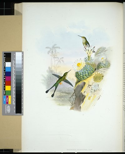 Queue-de-ciseaux à raquettes - John (after) Gould