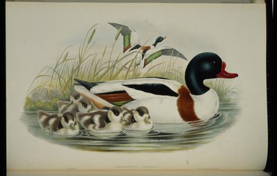 Tadorne de Belon (Tadorna Vulpanser) - John (after) Gould