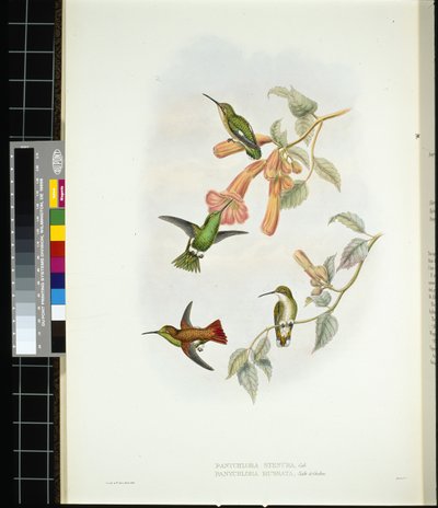 Rayon de soleil brillant - John (after) Gould