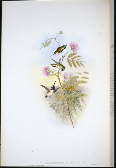 Étoile des bois à queue courte (Calothorax Micrurus) - John (after) Gould
