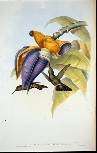 Colibri sombre (Aphantochroa cirrhochloris) - John (after) Gould