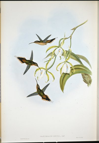 Ermite du sud (Phaethornis Zonura) - John (after) Gould