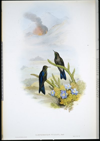 Épine-bec du sud - John (after) Gould