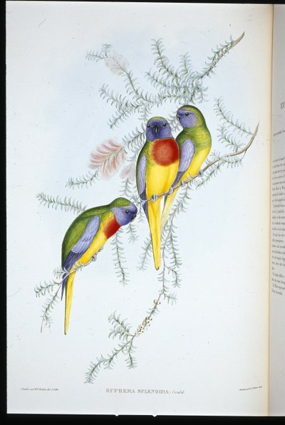 Perruche splendide - John (after) Gould