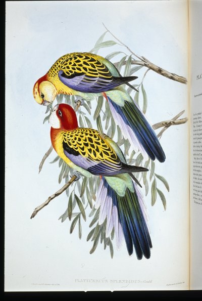 Perruche splendide (palatycercus Splendidus) - John (after) Gould