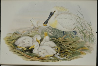 Spatule blanche - John (after) Gould