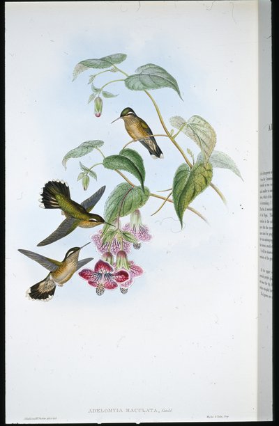 Adelomyia tachetée (Adelomyia Maculata) - John (after) Gould
