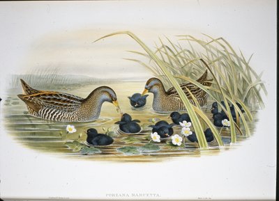 Marouette ponctuée (Porzana Maruetta) - John (after) Gould