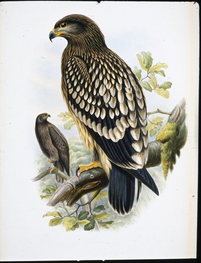 Aigle tacheté (Aquila Naevia) - John (after) Gould
