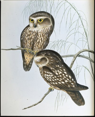 Chouette tachetée - John (after) Gould