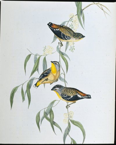 Pardalote tacheté - John (after) Gould