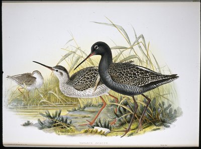 Chevalier arlequin - John (after) Gould