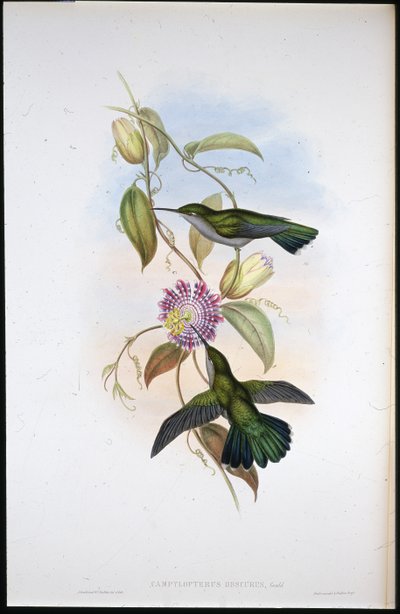 Mango de St. Thomas (Lampornis Virginalis) - John (after) Gould