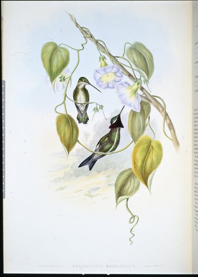 Héliomaster à poitrine rayée (heliomaster mesoleucus) - John (after) Gould