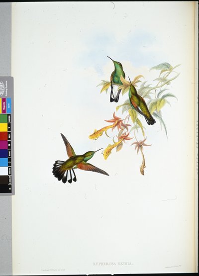 Colibri à queue rayée - John (after) Gould