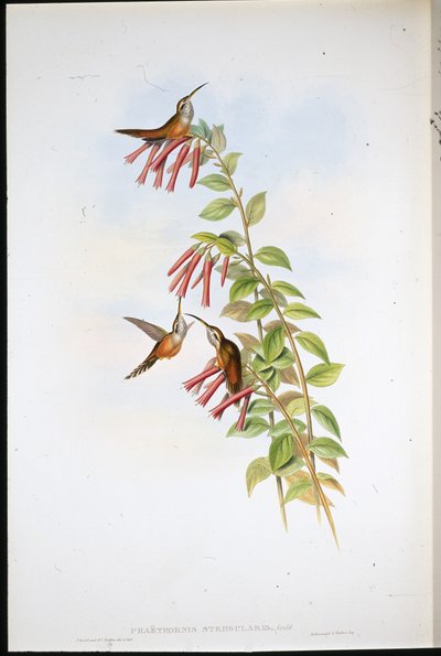 Ermite à gorge rayée - John (after) Gould