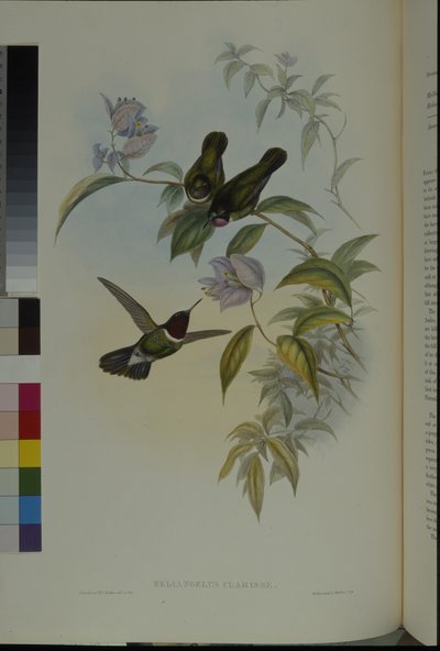 Ange du soleil - John (after) Gould