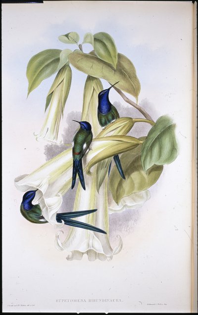 Eupetomena hirondinacée à queue d