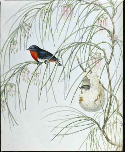 Dicaeum hirondelle (Dicaeum Hirundinaceum) - John (after) Gould