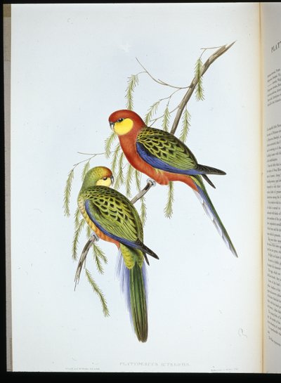 Perruche du comte de Derby (platycercus icterotis) - John (after) Gould
